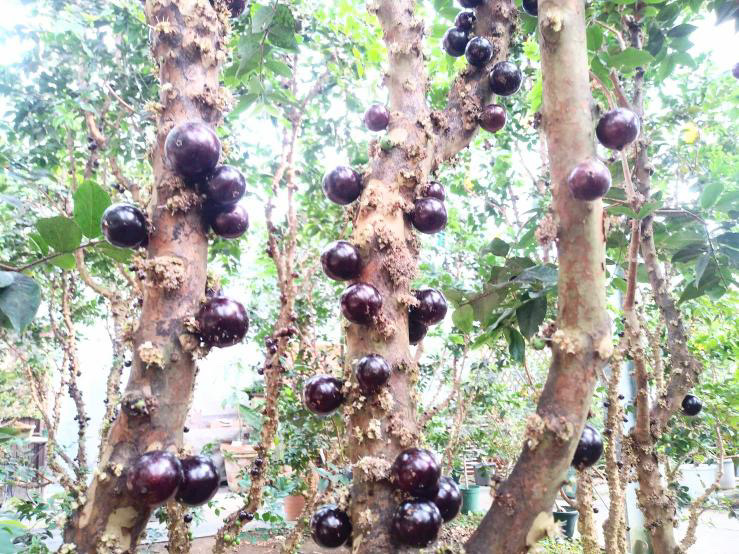 農園カフェCafeJaboticaba
