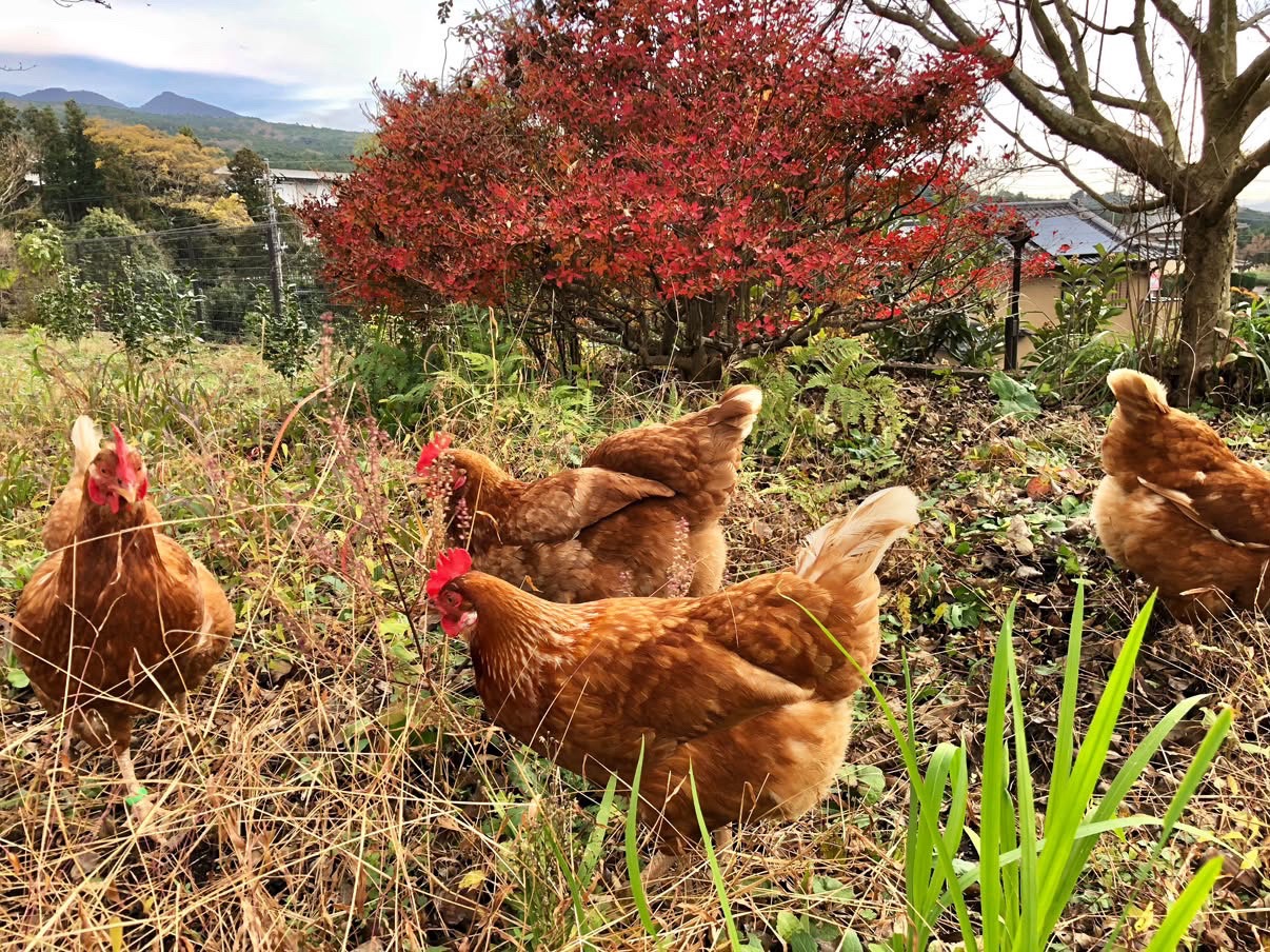 little farm まかどカフェ