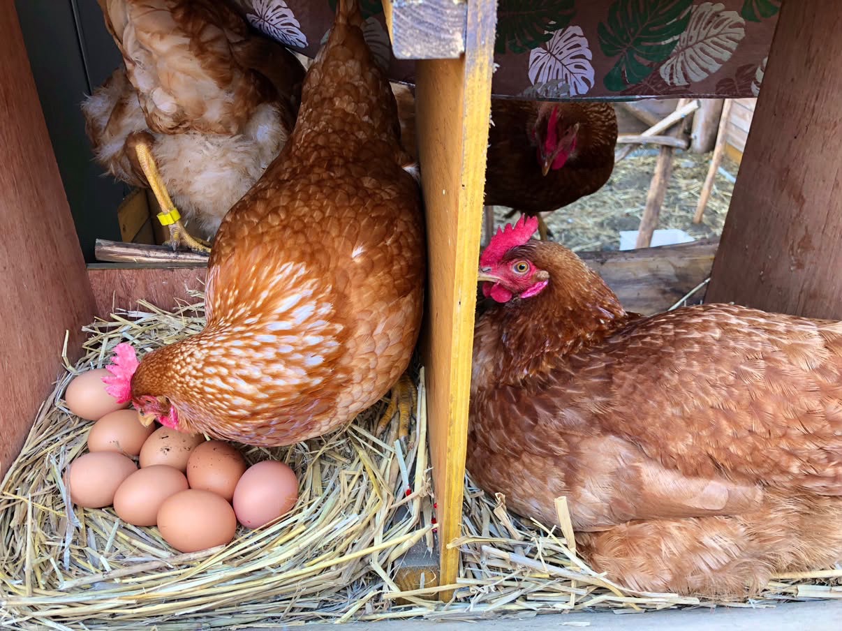 little farm まかどカフェ